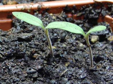 Germinating Tomatoes