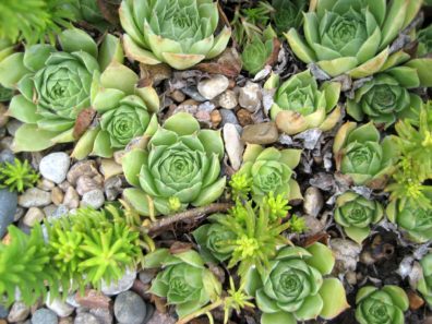 Succulents