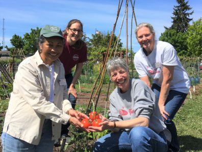 Master Gardeners Tomatoes