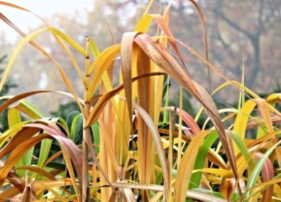 Bamboo Grass