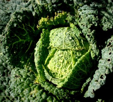 Greens