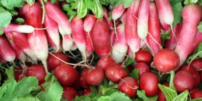 Radishes