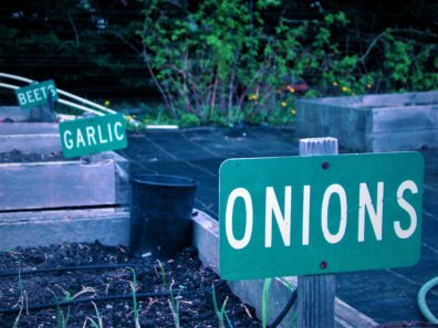 Master Gardener Edible Garden Beds