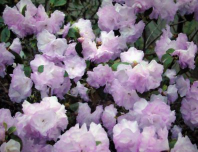 Rhododendron at Woodcock Garden 2019