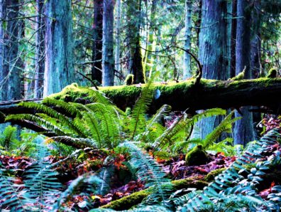 Fern Native Landscape