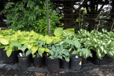 multicolored hosta plants in pots