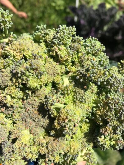 discolored head of broccoli with some twisted floretts
