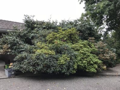 Large overgrown landscape shrubs.