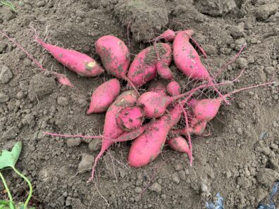new sweet potato varieties can be grown in Clallam county