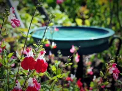flowers and a bird bath
