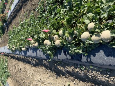New cantaloupe varieties can be grown in Clallam County