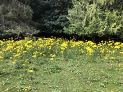 A tansy ragwort infestation.