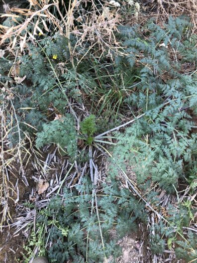 The rosette of Poison Hemlock.