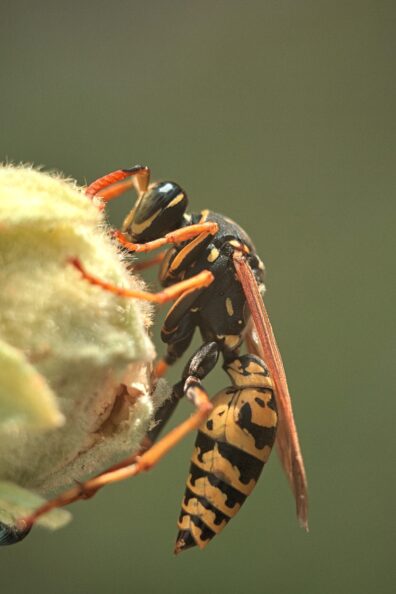 Bees are beneficial, but what about their buzzy bros, wasps and hornets?