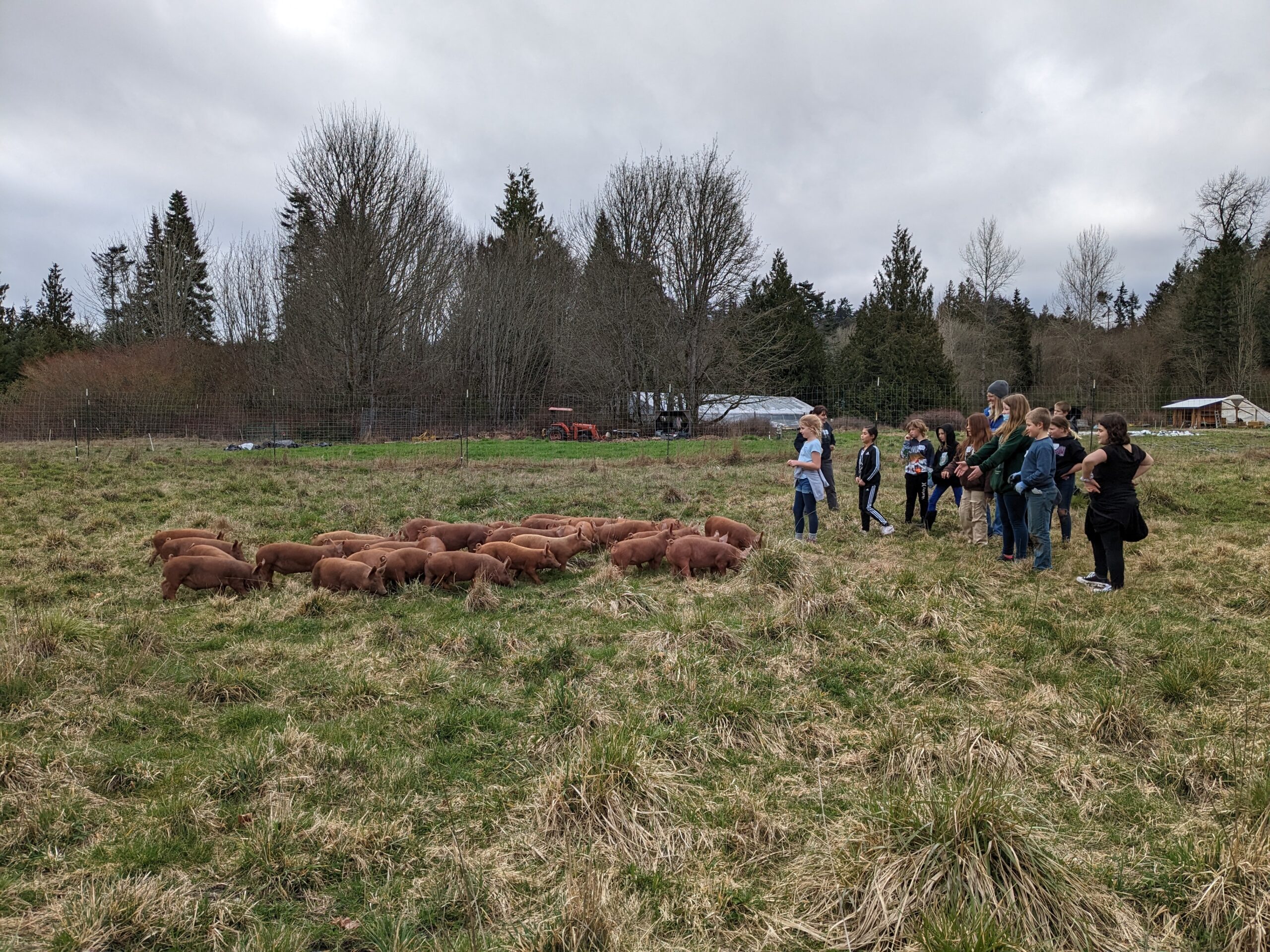 Class gathers around pigs at a local farm