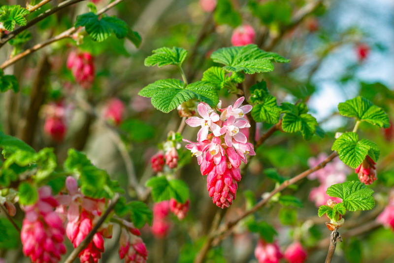 Picture of red flowering currant
