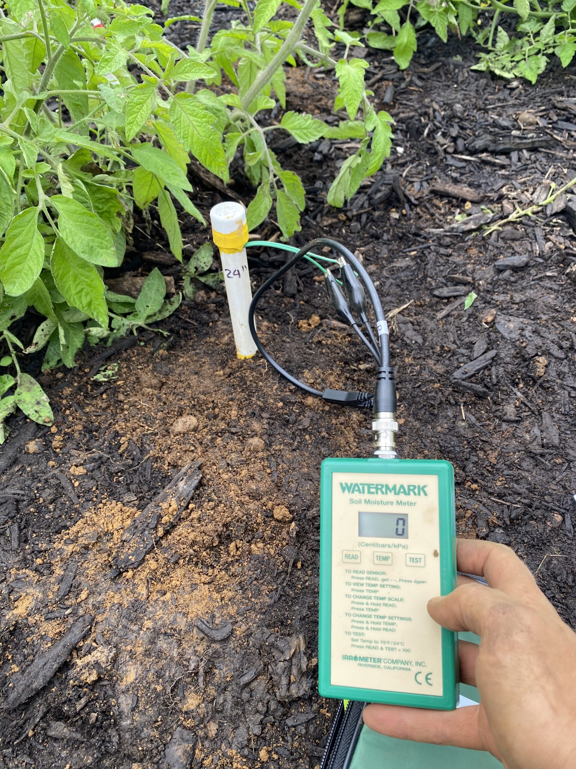 Soil moisture sensor next to a tomato plant