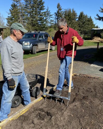 Two gardeners work on aerating a raised garden bed with a broadfork.