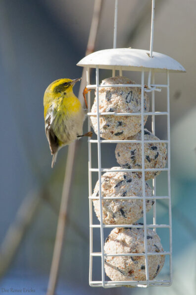 Townsends warbler eating bird seed compacted into balls out of a cylinder shaped bird feeder
