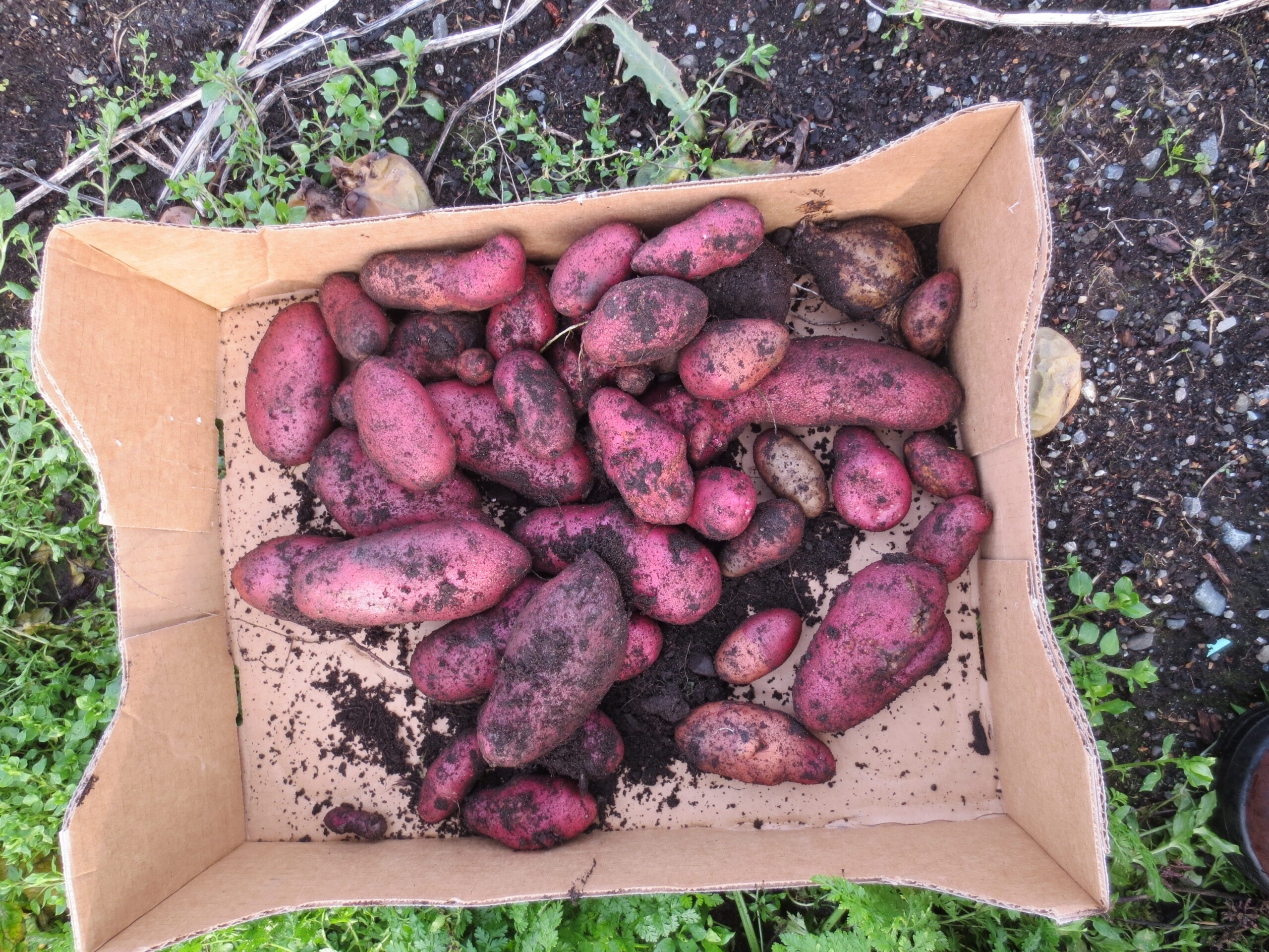 Box of potatoes