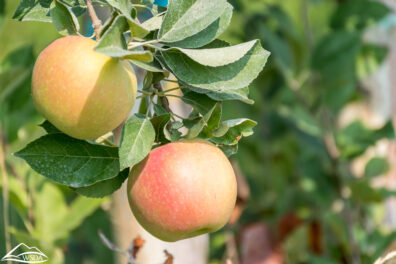 Two ripe apples hanging from a tree branch in a leafy orchard.
