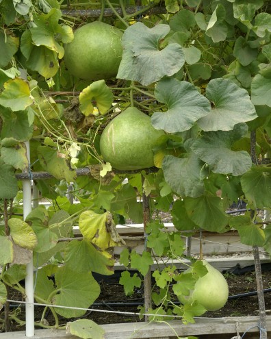 Master Garden Demonstration Garden