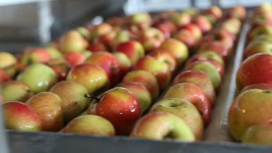Apples on conveyor in fruit packing warehouse.