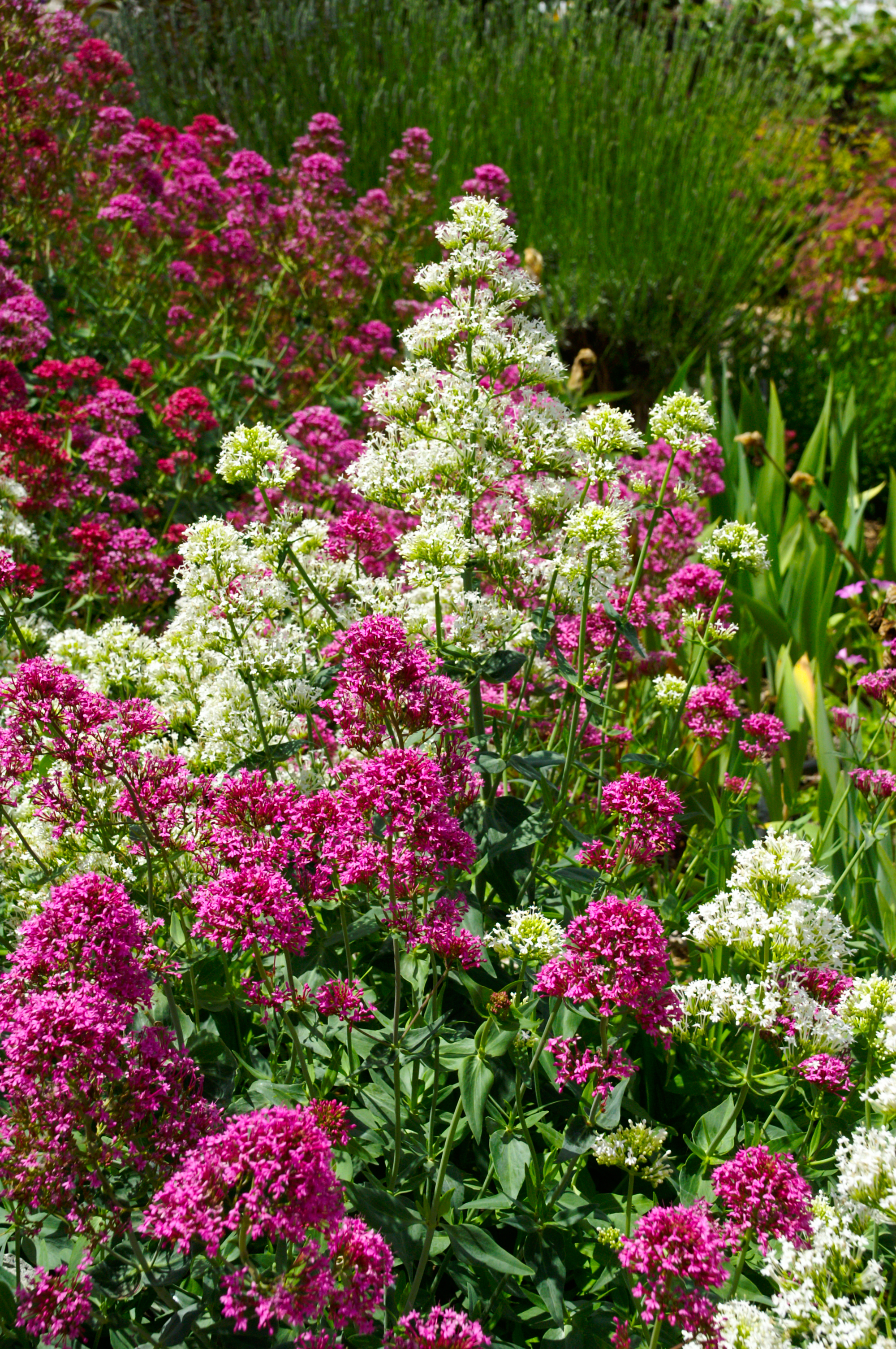 pink and white flowers