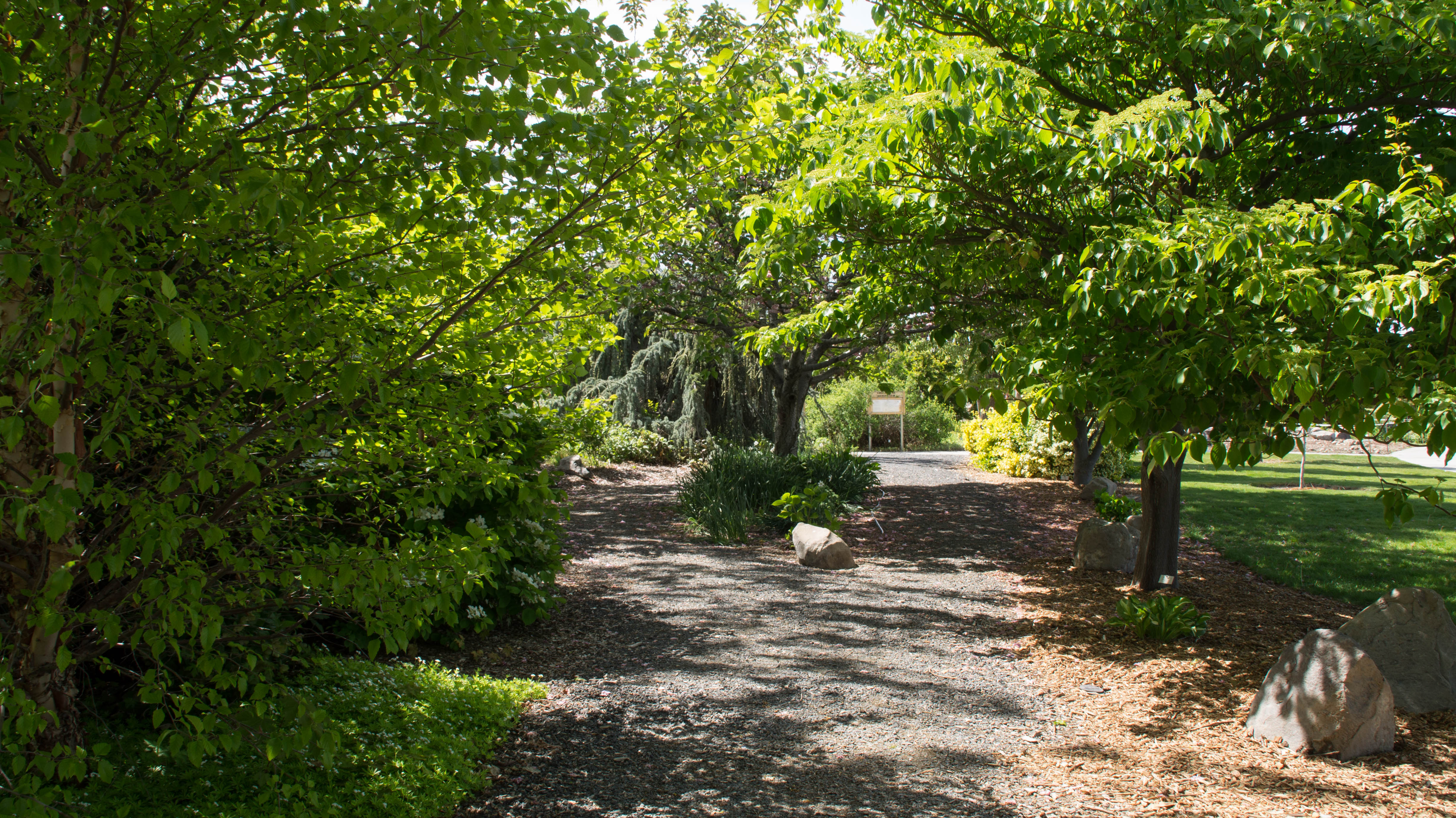 pathway through the trees