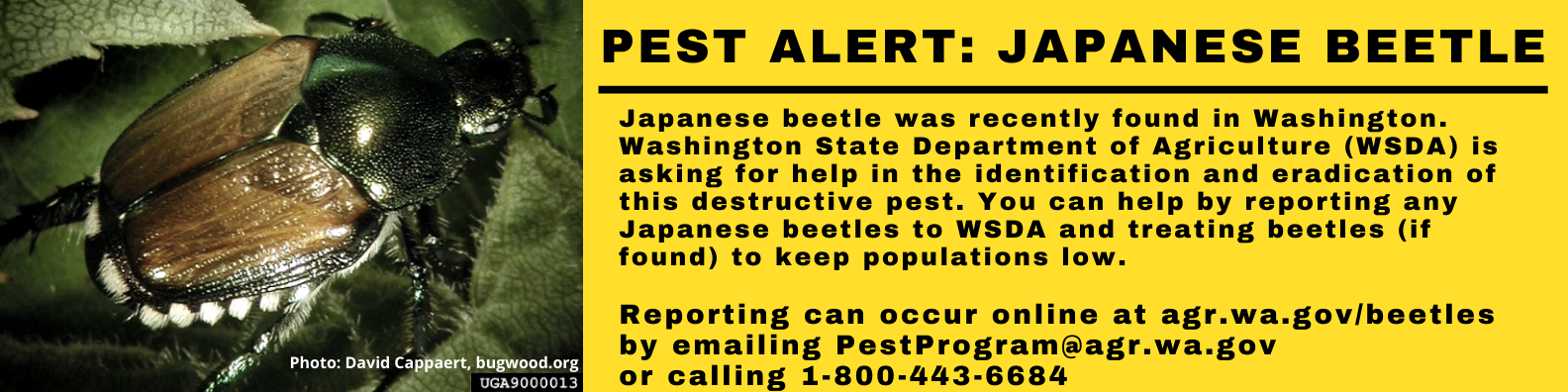 Japanese beetle was recently found in Washington. WSDA is asking for help in identification and eradication of this destructive pest. You can help by reporting any Japanese beetles to WSDA and treating beetles (if found) to keep populations low. Reporting can occur online at agr.wa.gov/beetles, by emailing PestProgram@agr.wa.gov, or calling 1-800-443-6684.