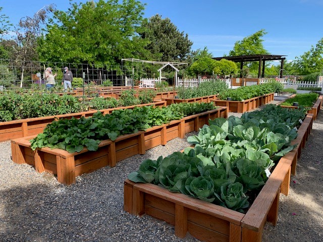 raised bed vegetable garden