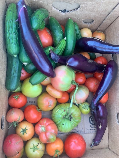 Tomatoes, eggplant and cucumbers harvested from the Demonstration Garden to be donated to families in need