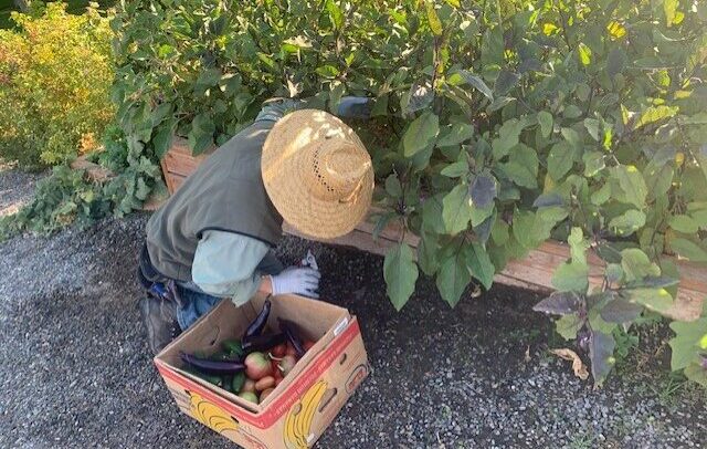 Master Gardener volunteer harvesting vegetables from the Demonstration Garden to be donated to Tri-Cities Food Bank