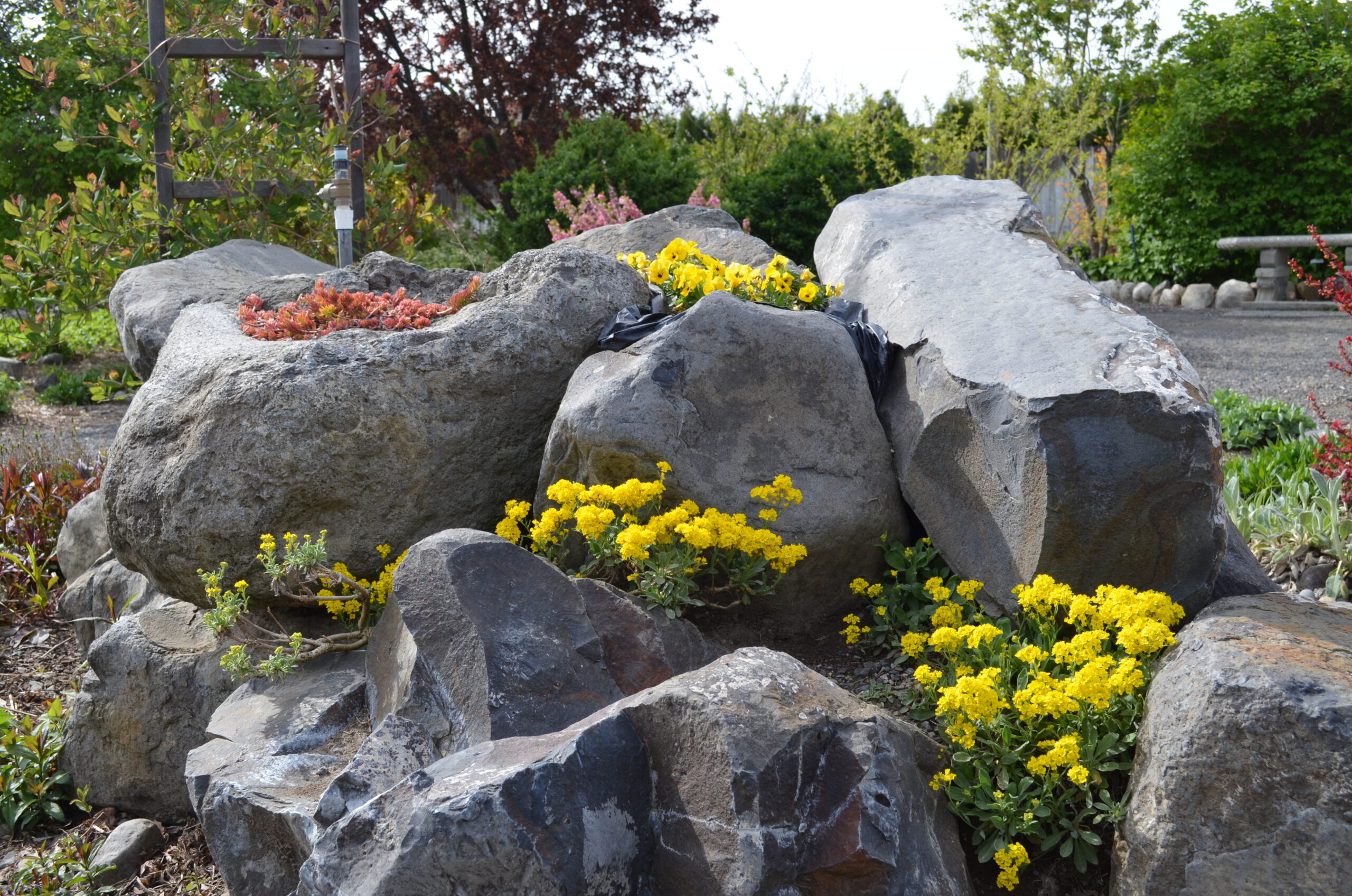 flowers growing in rocks