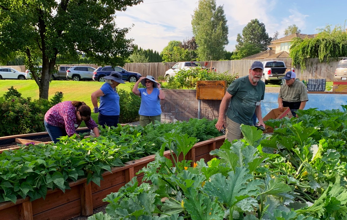 Master Gardeners harvesting from raised garden beds