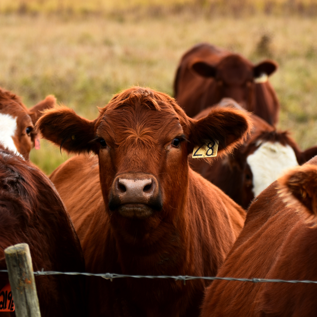 cattle in field