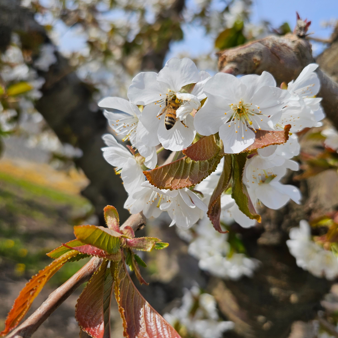 Orchard in bloom