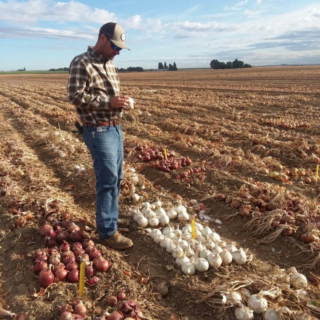 Tim Waters inspecting onions in research field