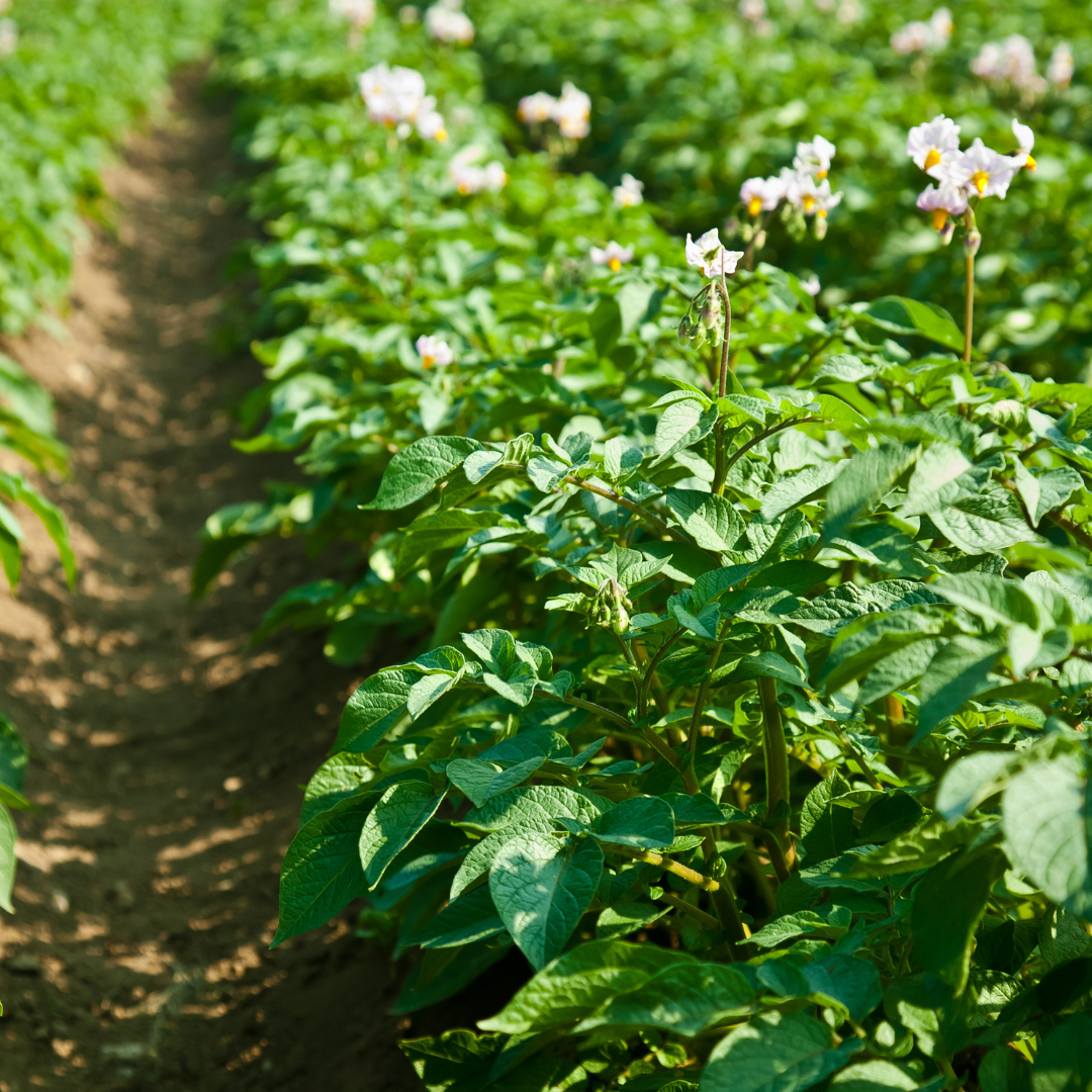 Row of potato plants in bloom