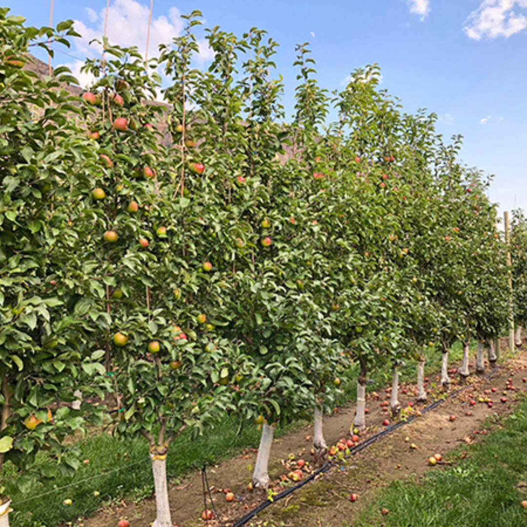 row of apple trees in orchard