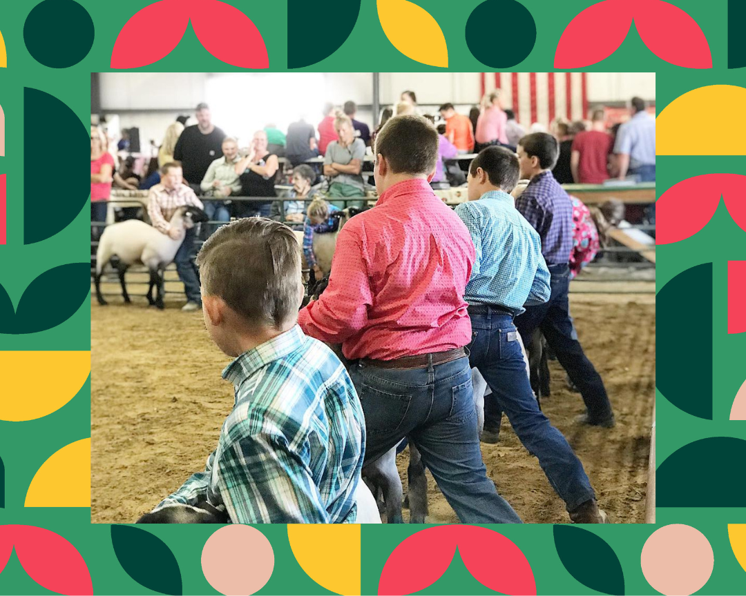 4-H'ers showing sheep at the fair