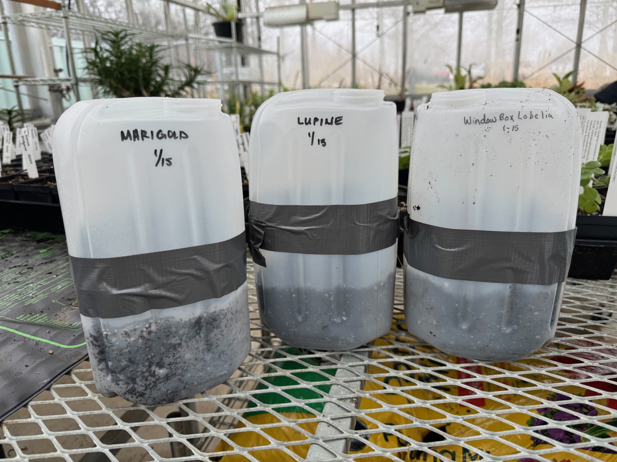 winter seed sowing containers closed up with tape