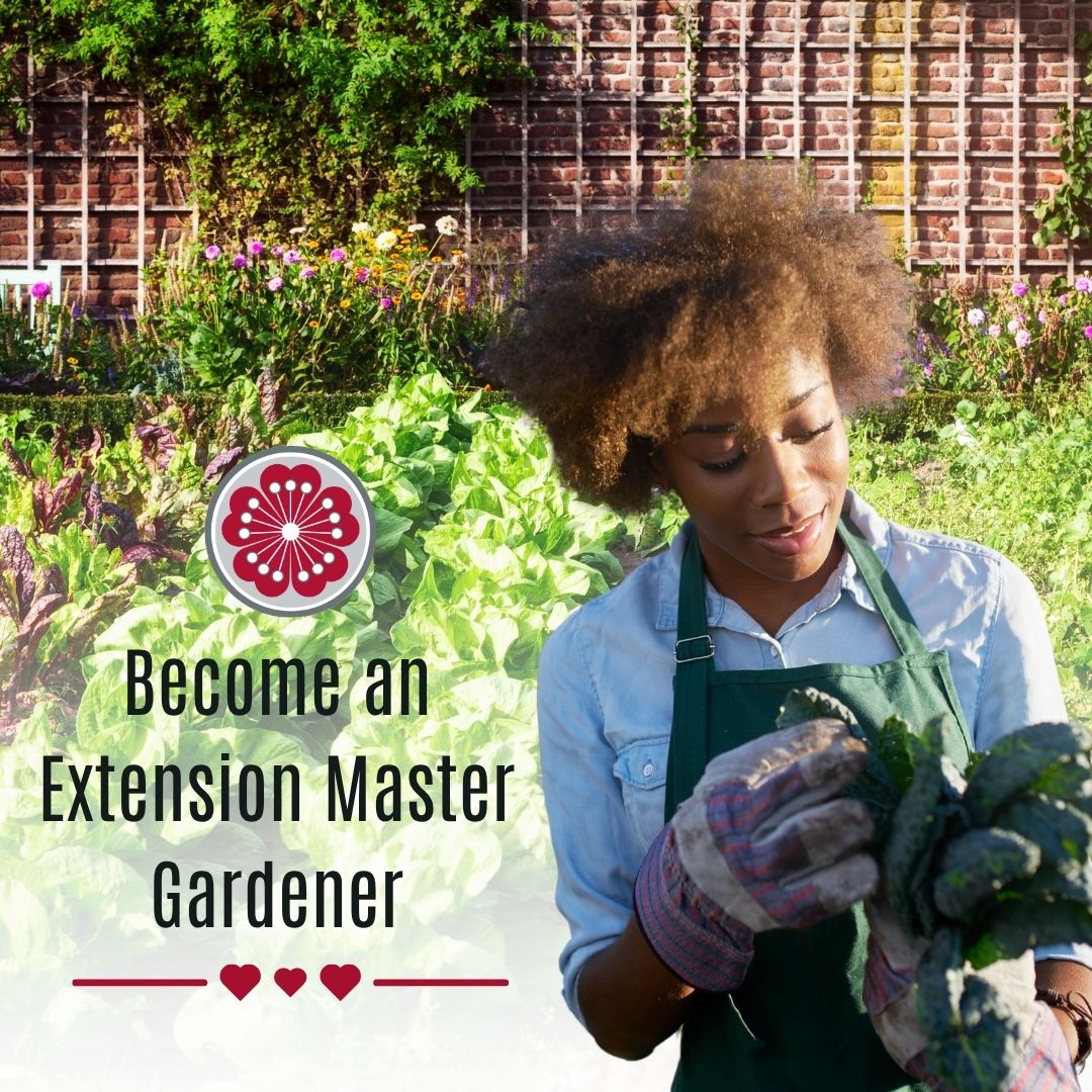 "Become an Extension Master Gardener" Master Gardener volunteer analyzing plants in garden