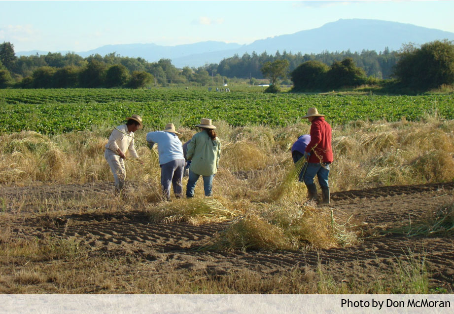 Ag workers in field in Skagit County 