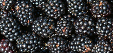 Blackberries ready to eat