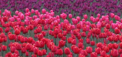 Tulips in bloom