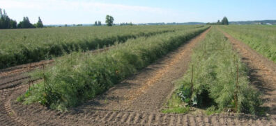 Cabbage Seed Field