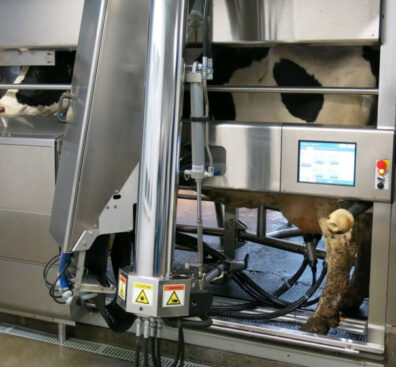 Holstein Dairy Cow being milked