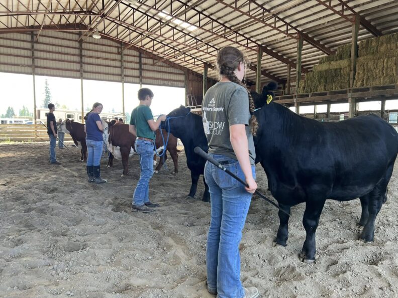 Skagit Valley Livestock 4-H members practice their showmanship skills in the ring.