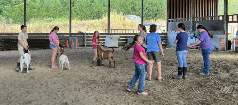 Skagit Valley Livestock 4-H members showcase their market goats as they prepare to exhibit and sell them at the Skagit County Fair and Skagit Junior Livestock Show and Sale.